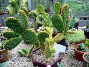 仙人掌吃瓜娱乐